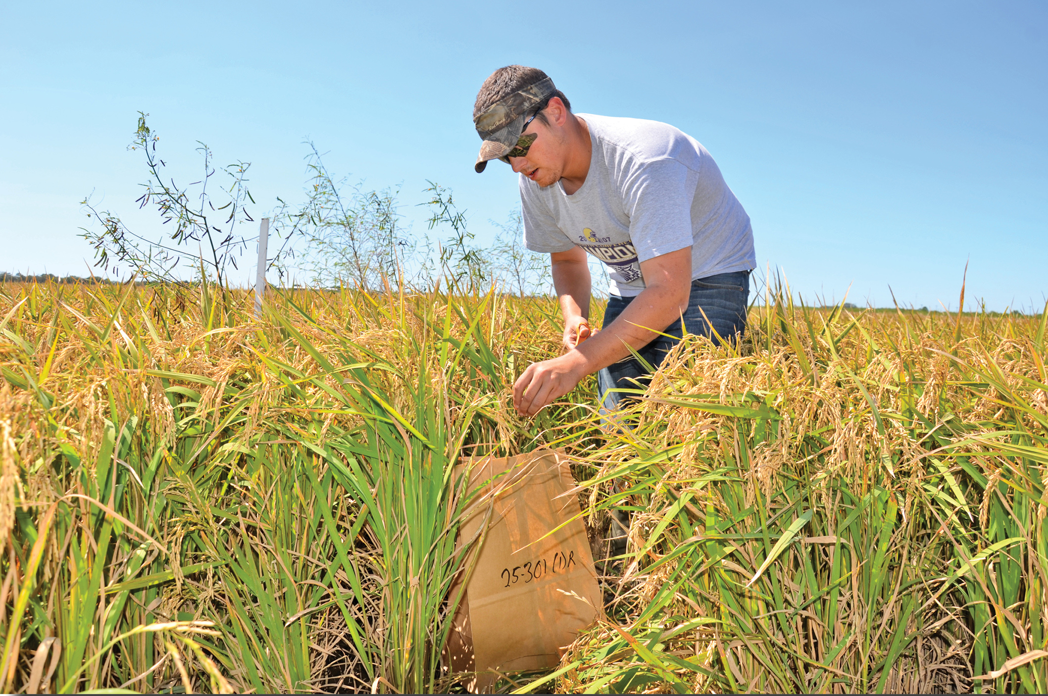 Cool weather stressing rice plants