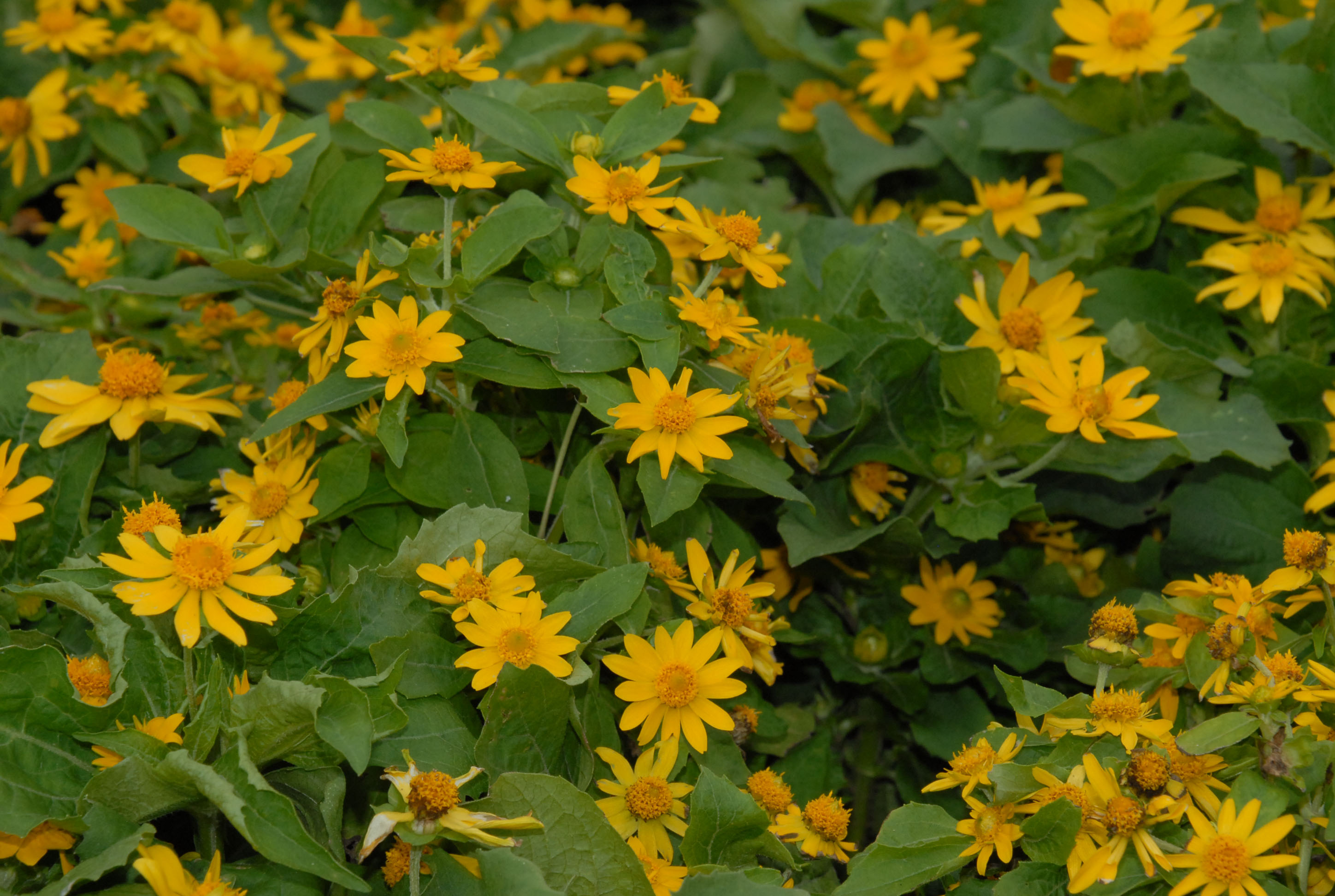 Planning the summer flower garden 