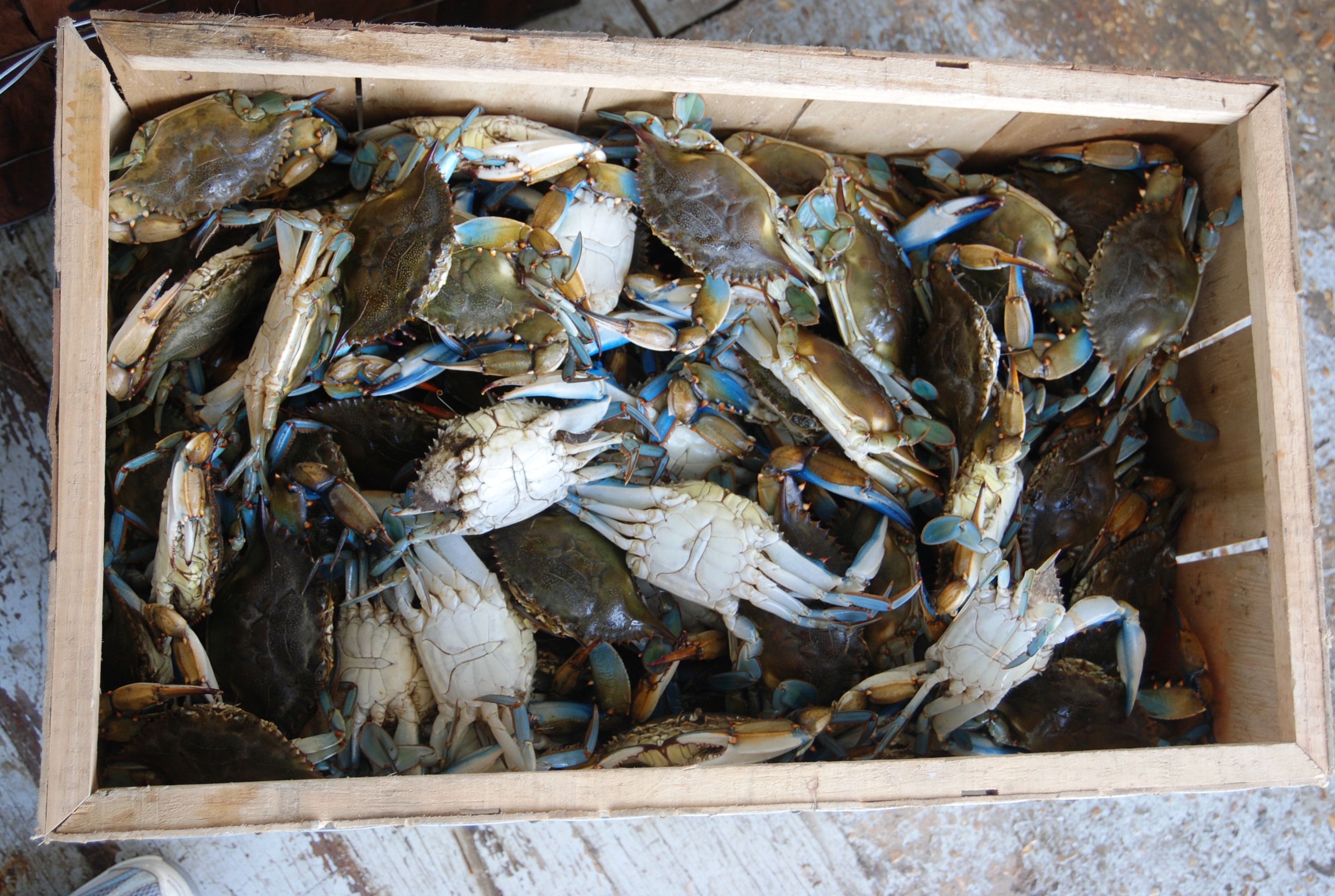 Worries still loom for La. seafood industry