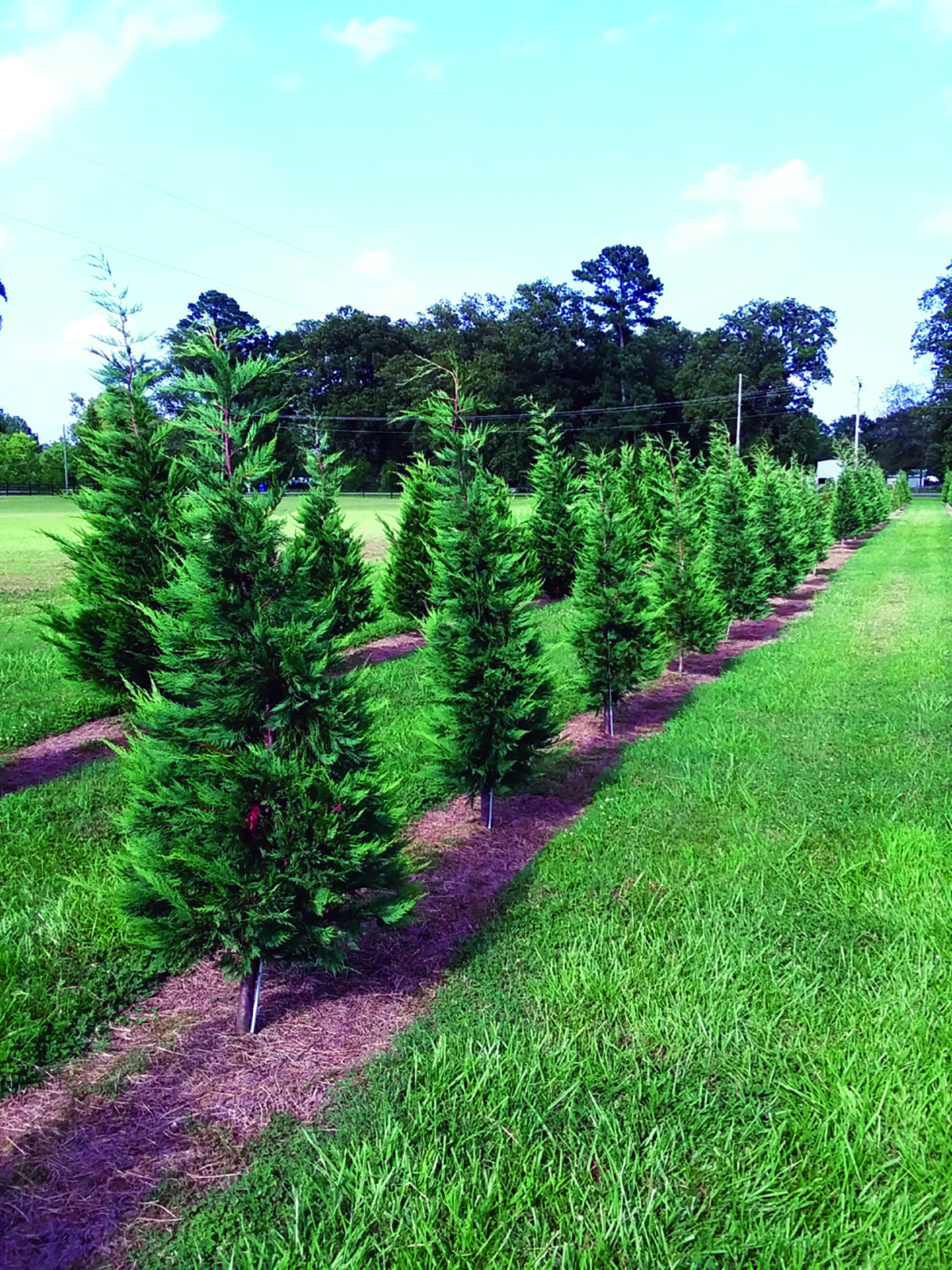 Celebrate your Cajun Christmas with  Louisiana-grown Christmas trees