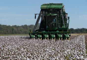 Cotton yields better than expected