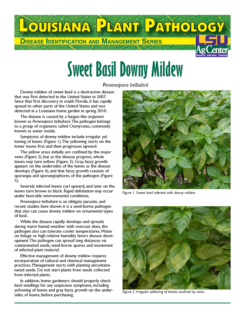 Louisiana Plant Pathology: Sweet Basil Downy Mildew