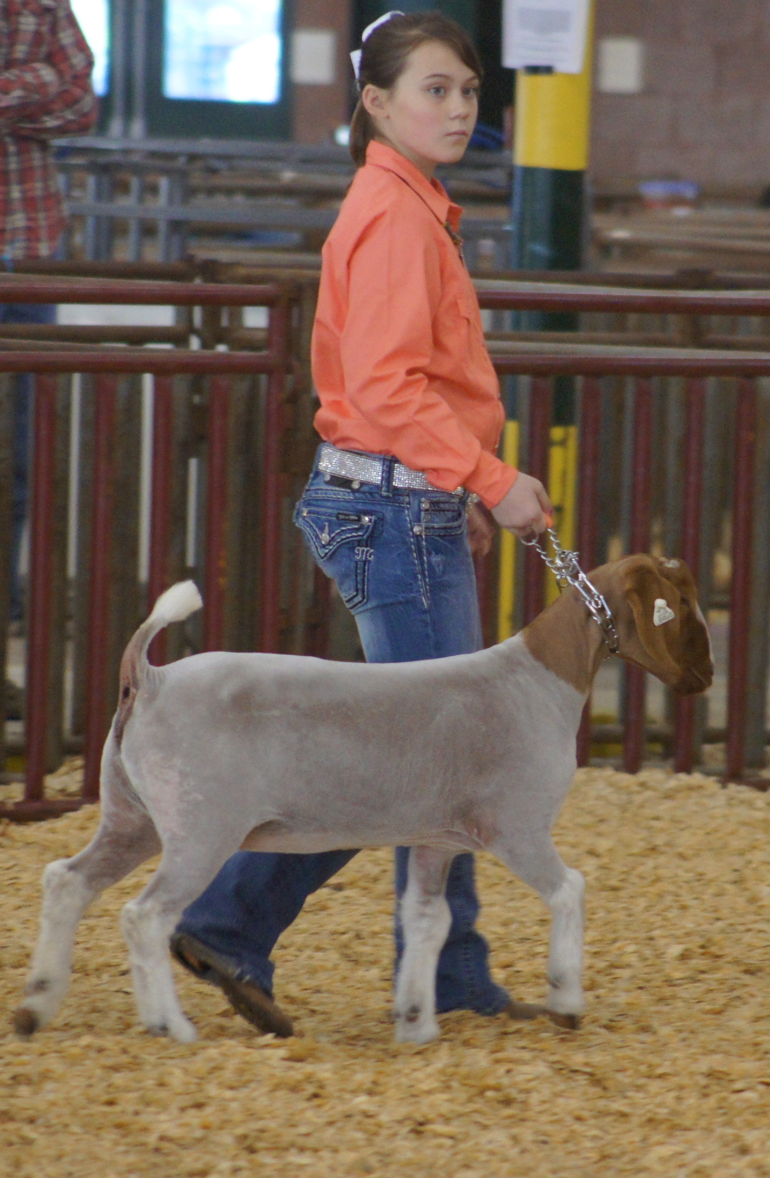 Red River Parish Livestock team attends LSU Livestock Show 2012