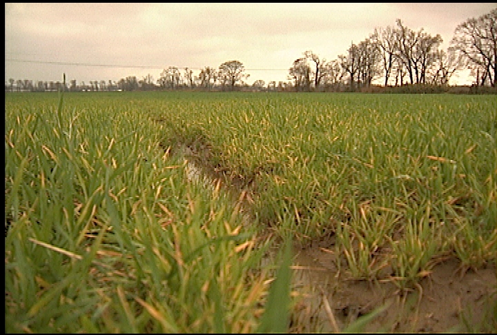 Frequent rain starting to affect wheat crop