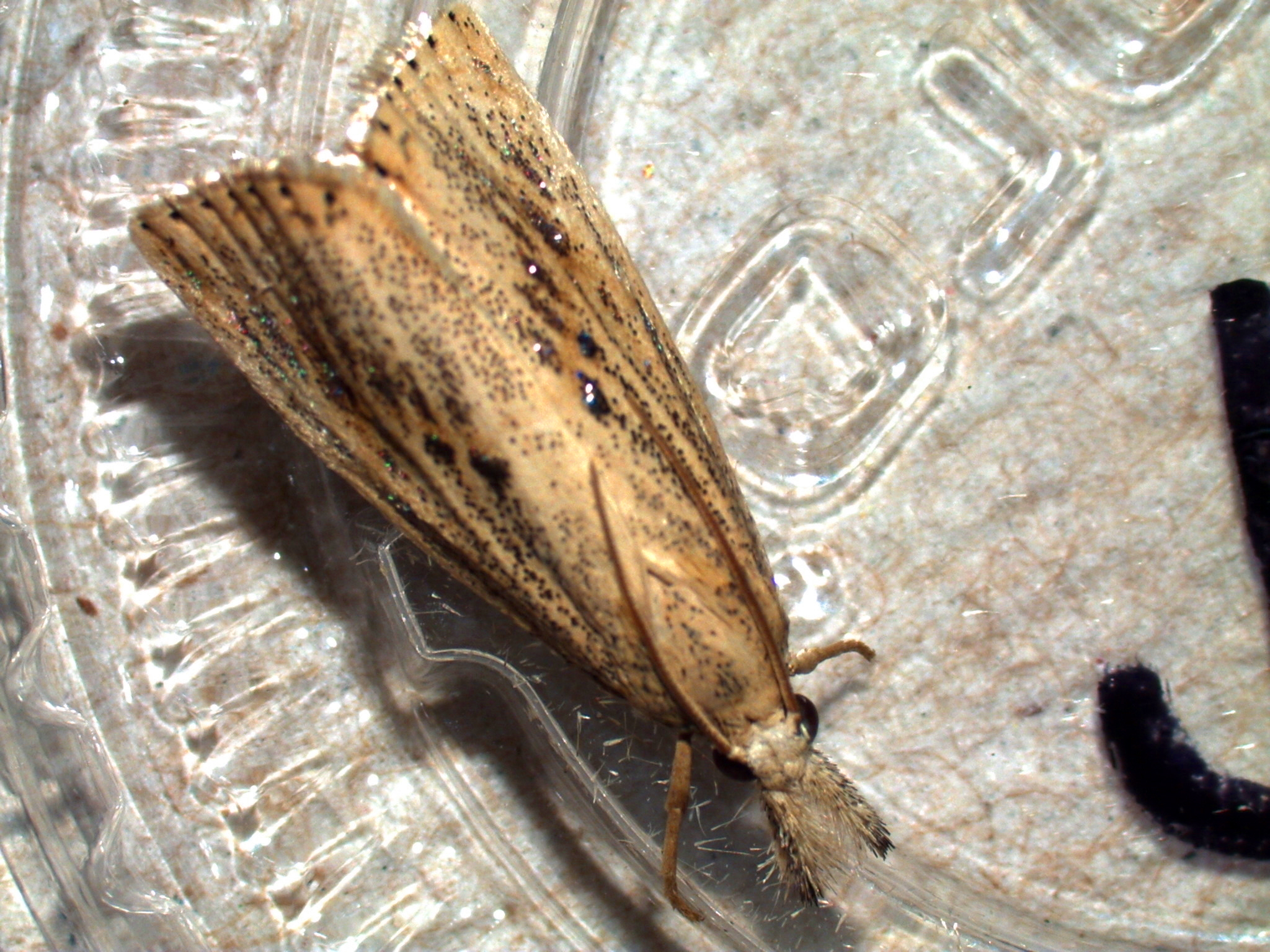 Rice Stalk Borer Male Moth 2