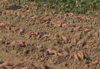 Sweet potato research looking for new varieties