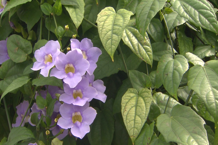 Beautiful blue skyflower vine is big but manageable
