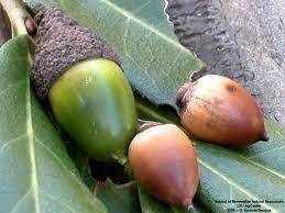 Roots, Shoots, Fruits & Flowers: Live Oak Acorns, Wisteria Pods,  Blackberry Pruning, & Louisiana 811