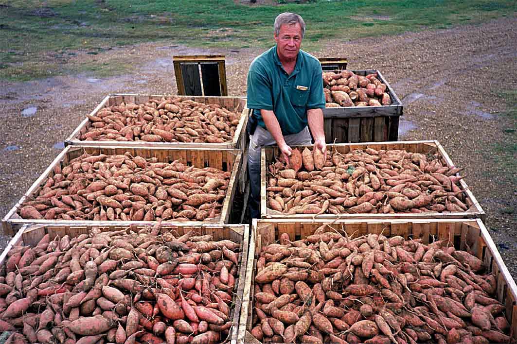 New Sweet Potato Adds To Louisiana Mix
