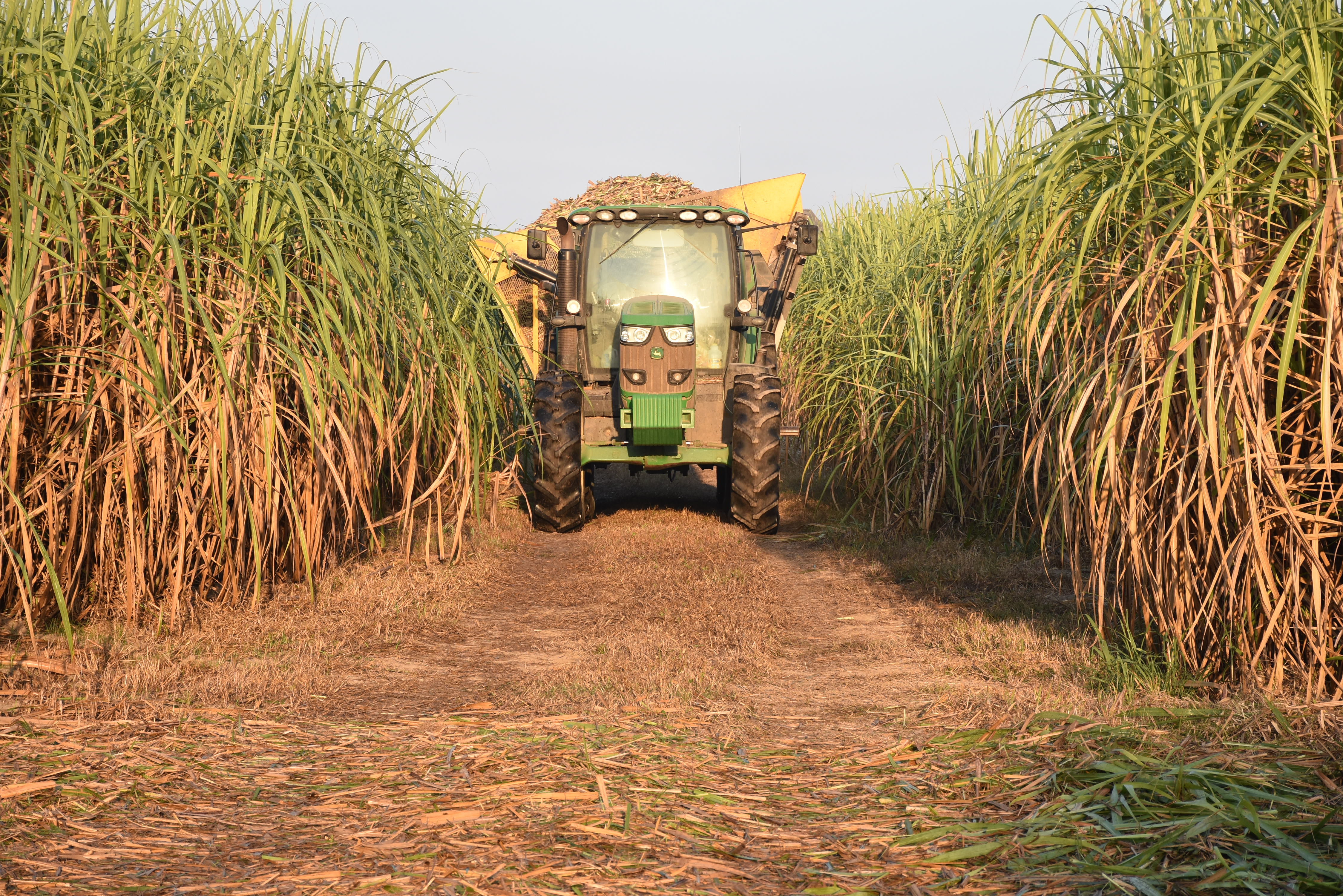 Slow down, pay attention on the road during sugarcane harvest season