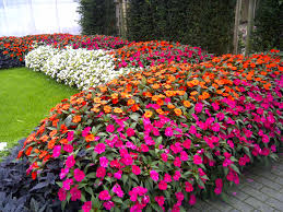 SunPatiens1jpg