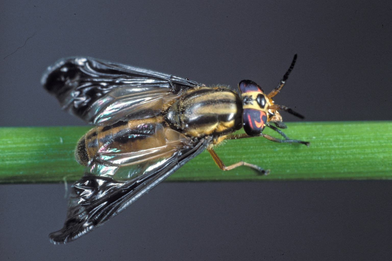 adult_deerfly.jpg thumbnail