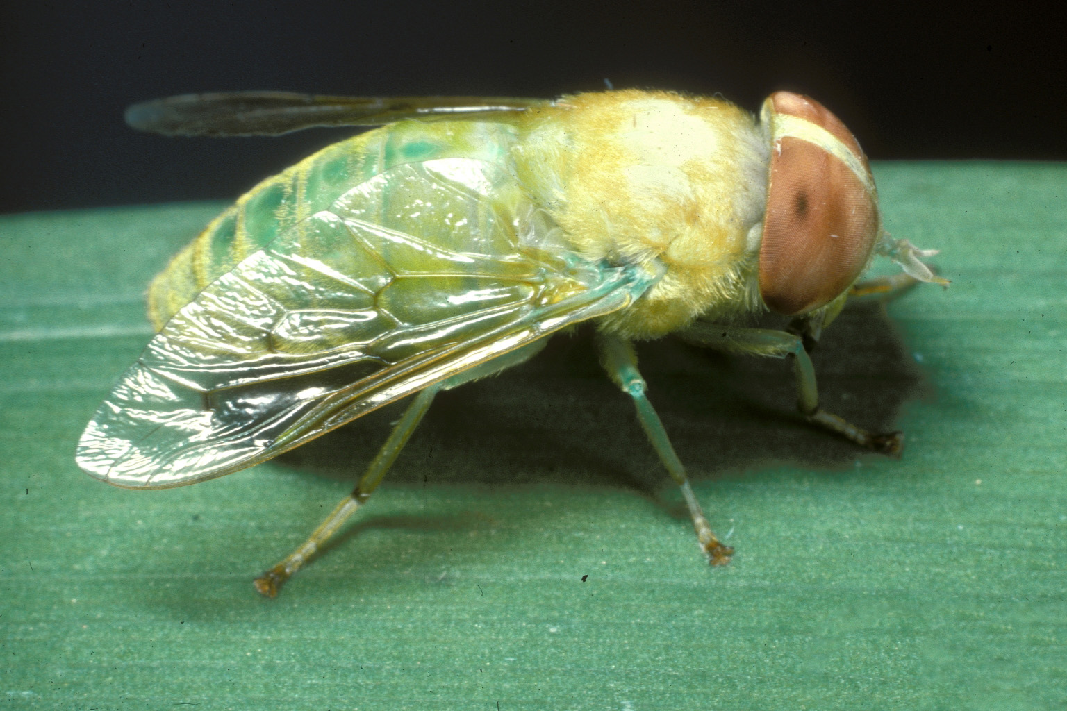 greenhorsefly.jpg thumbnail