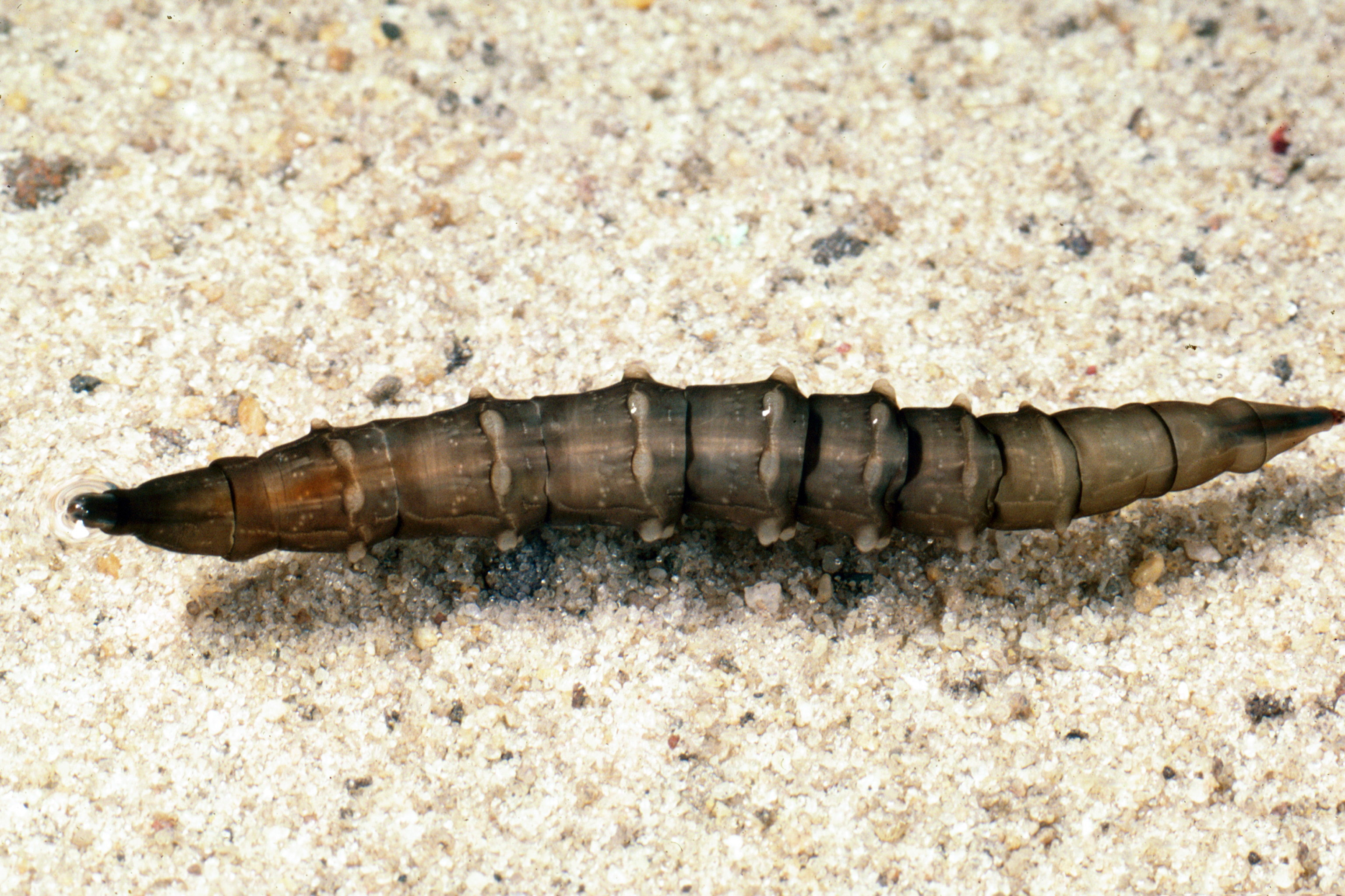 larva.jpg thumbnail