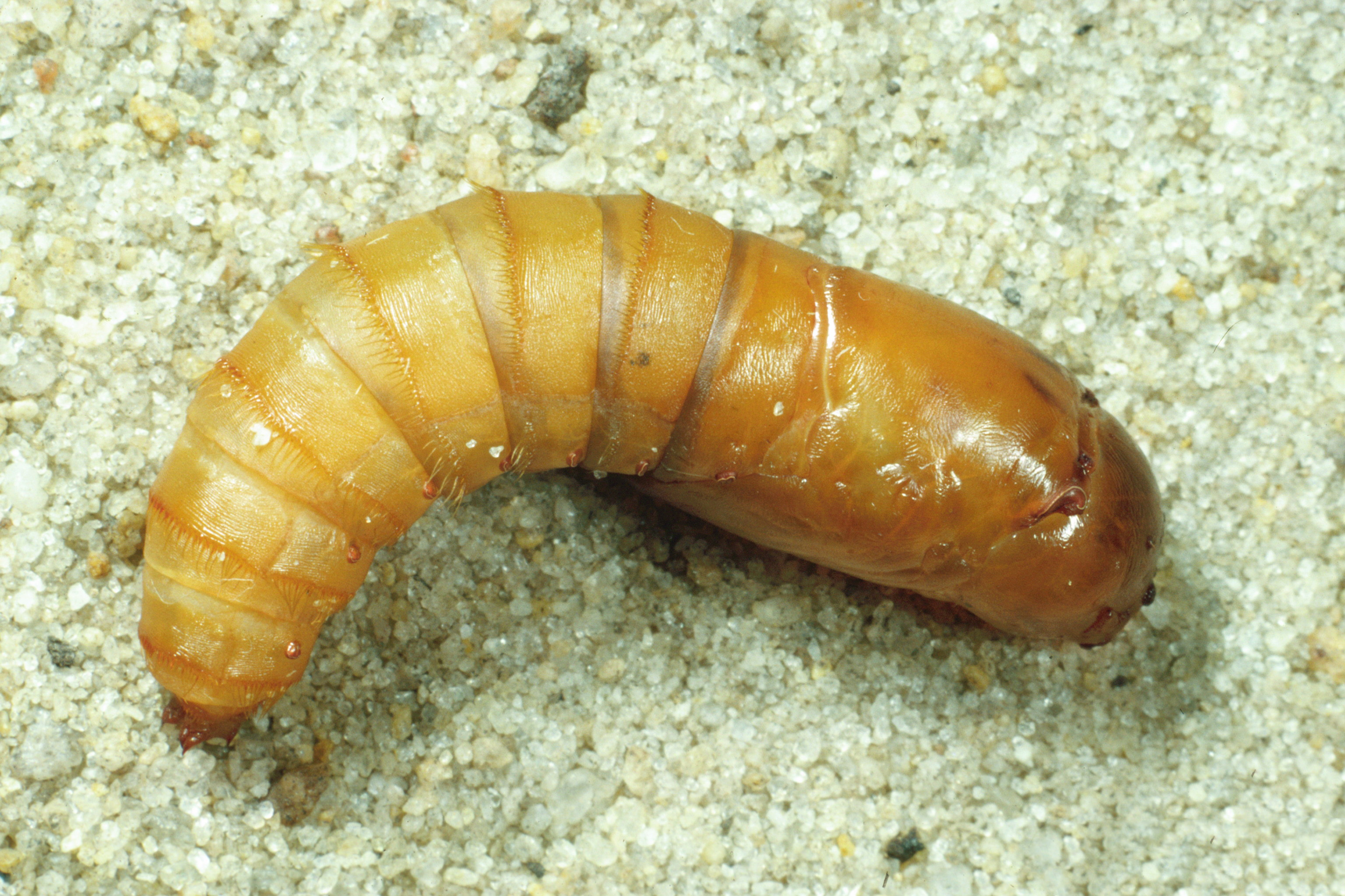 pupa.jpg thumbnail