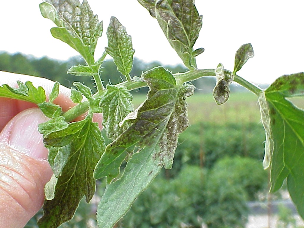 Tomato Spotted Wilt Virus