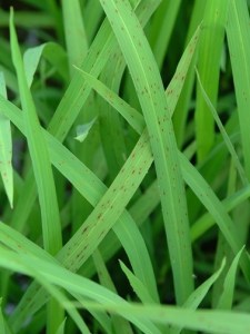 Brown spot on rice