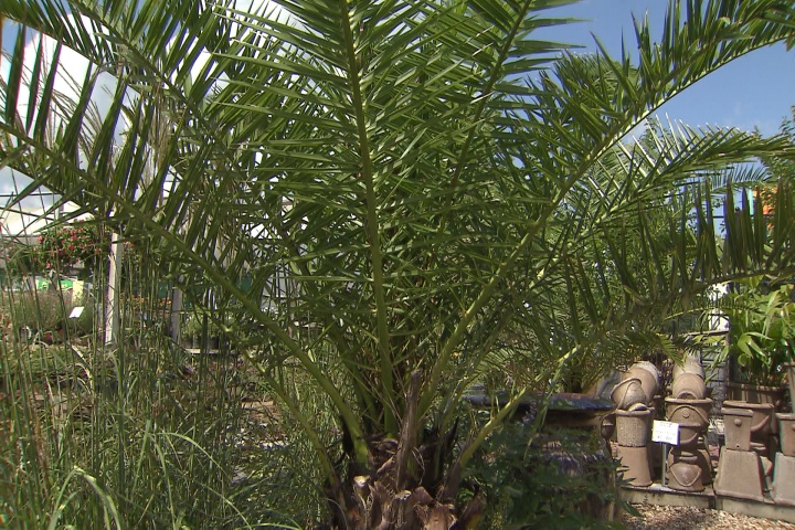 Still time to plant palms