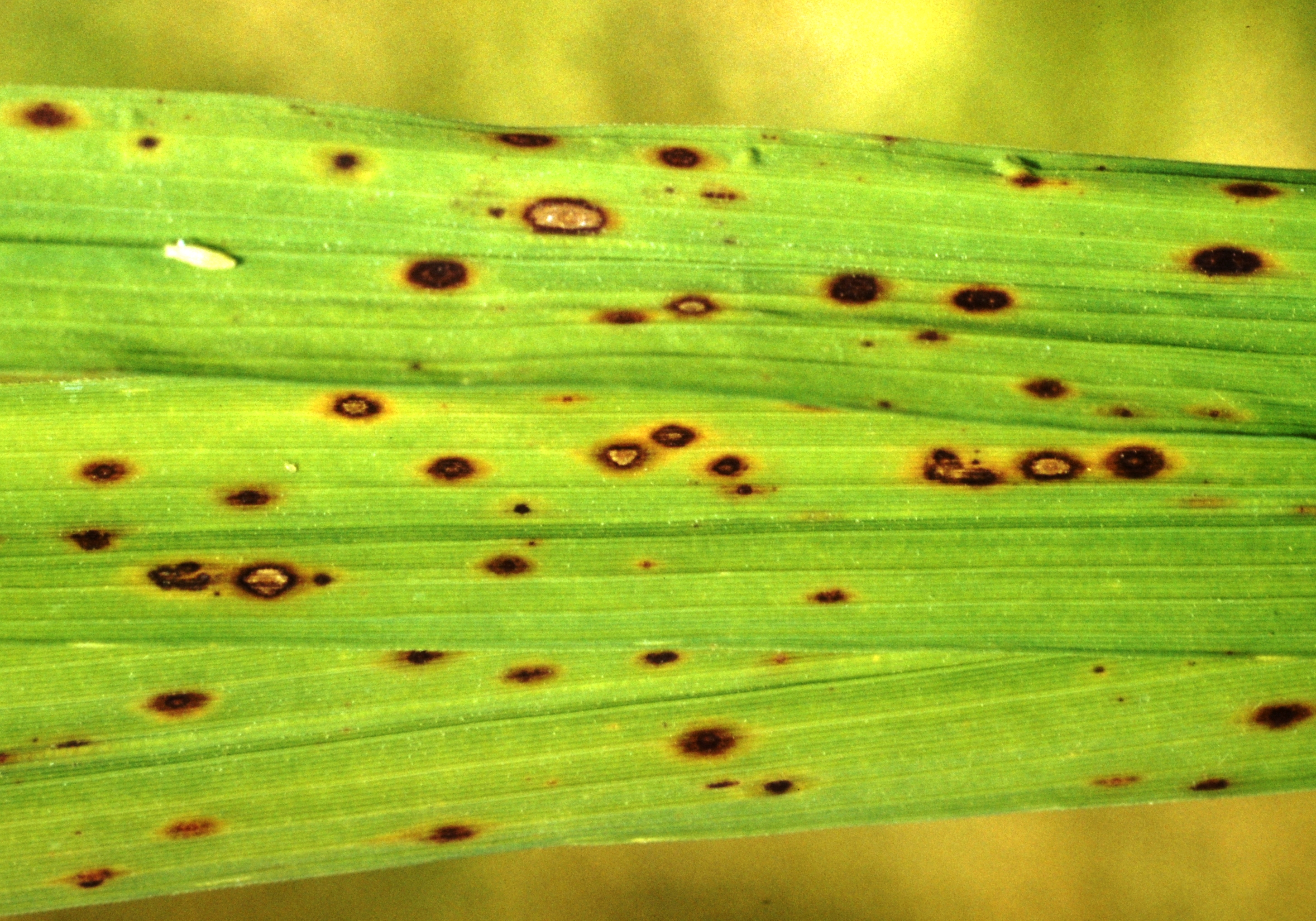 Moderate Severity Leaf Symptoms