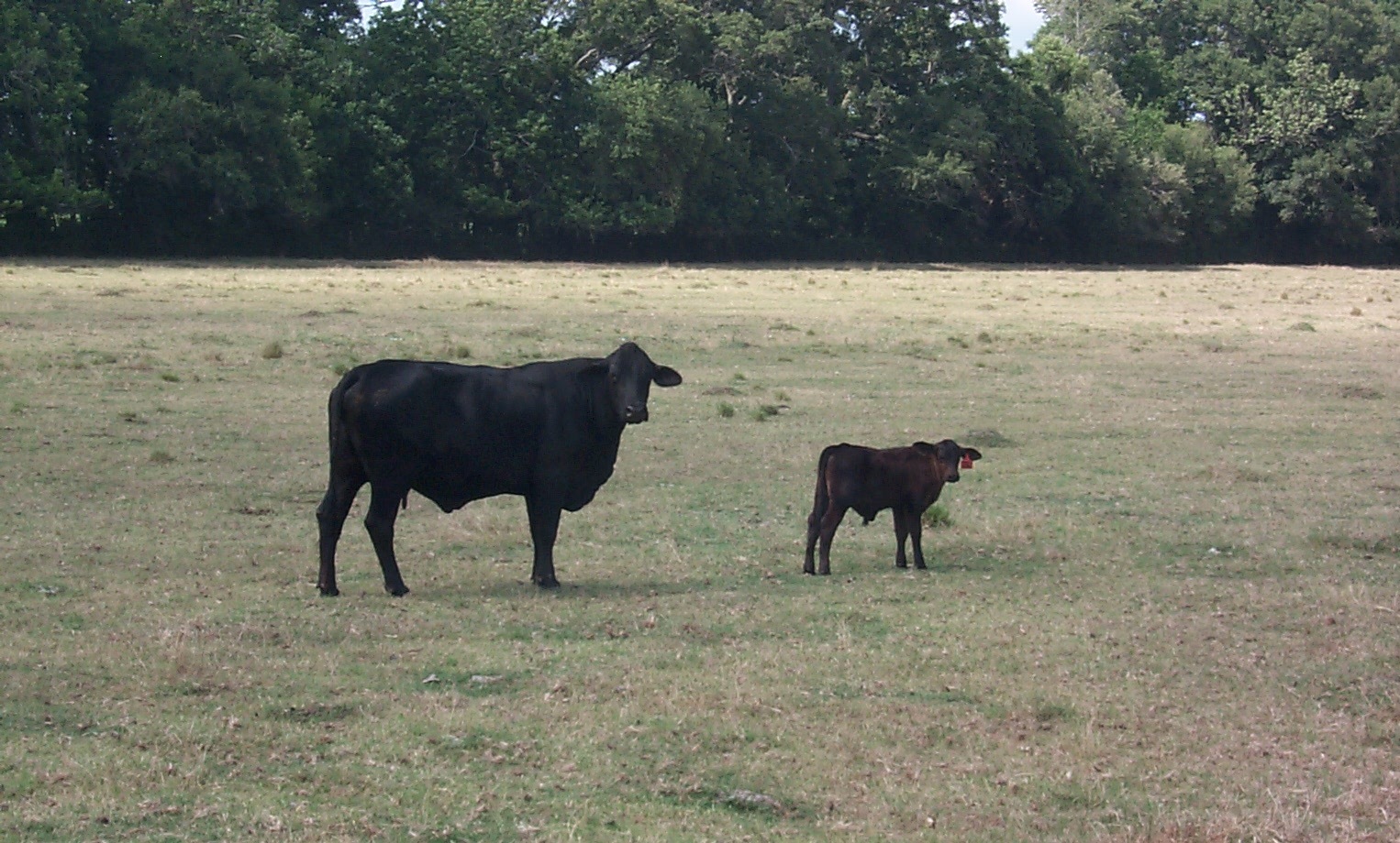 Evaluation of Angus- Brangus- Gelbvieh- Gelbray-sired and F1 Brahman x Hereford Females for Cow-Calf Production