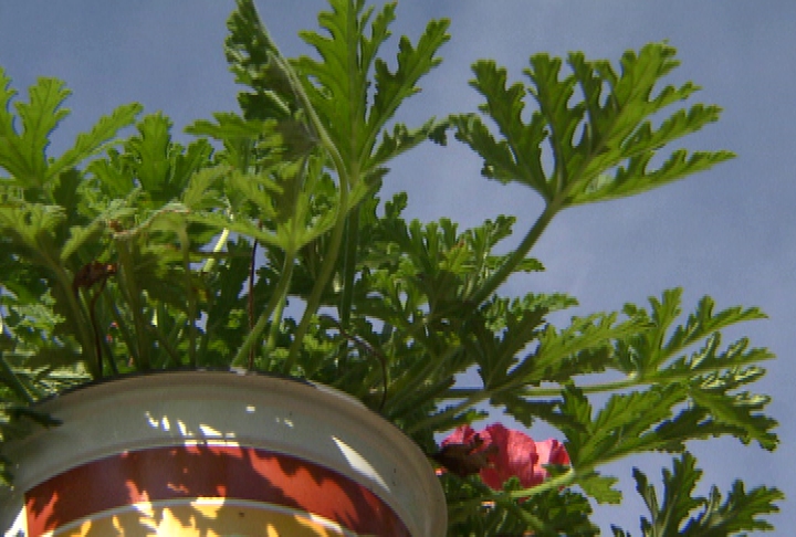 Lemon-scented geranium has fragrance repels mosquitoes
