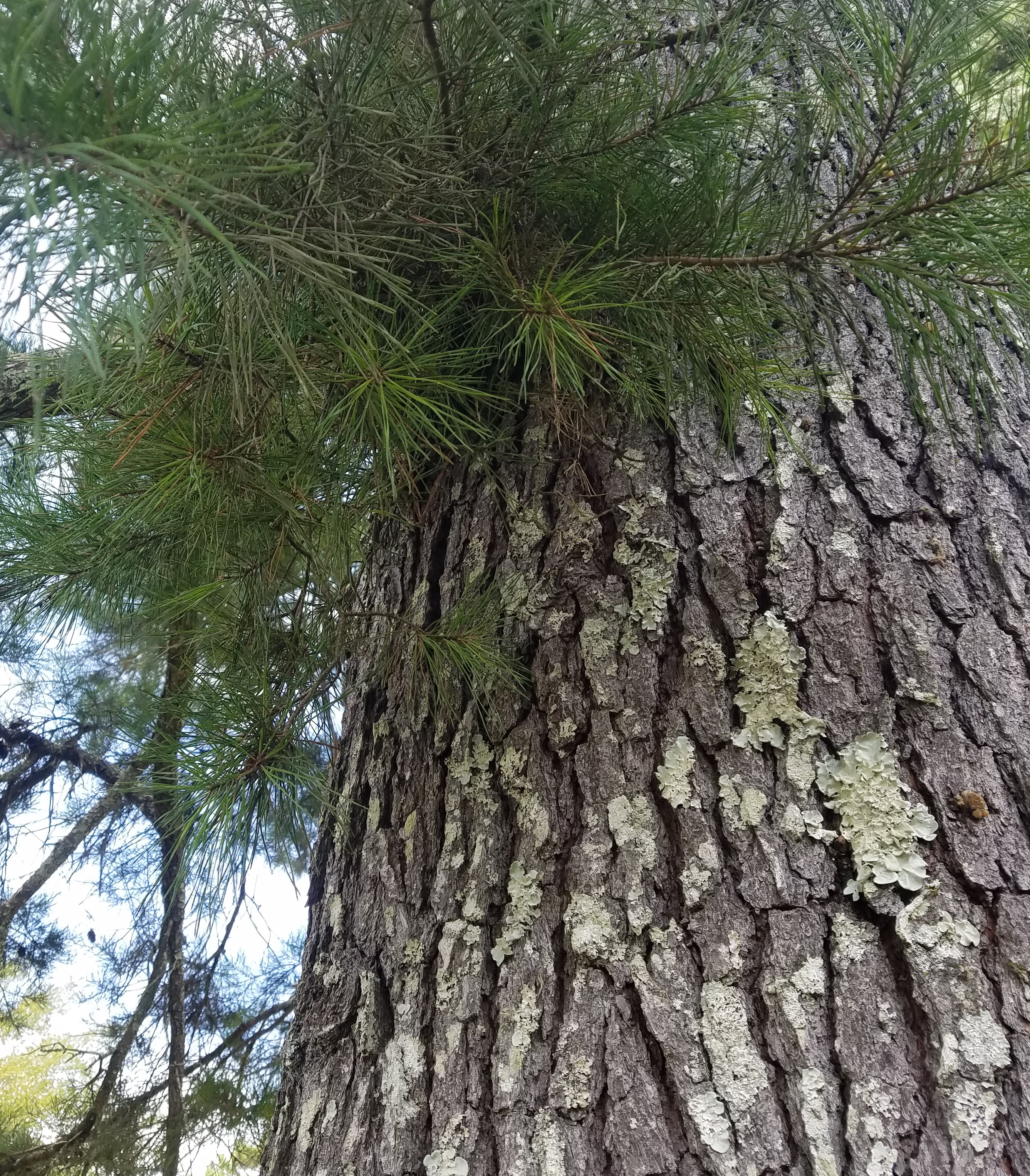 Let’s Talk About Lichens