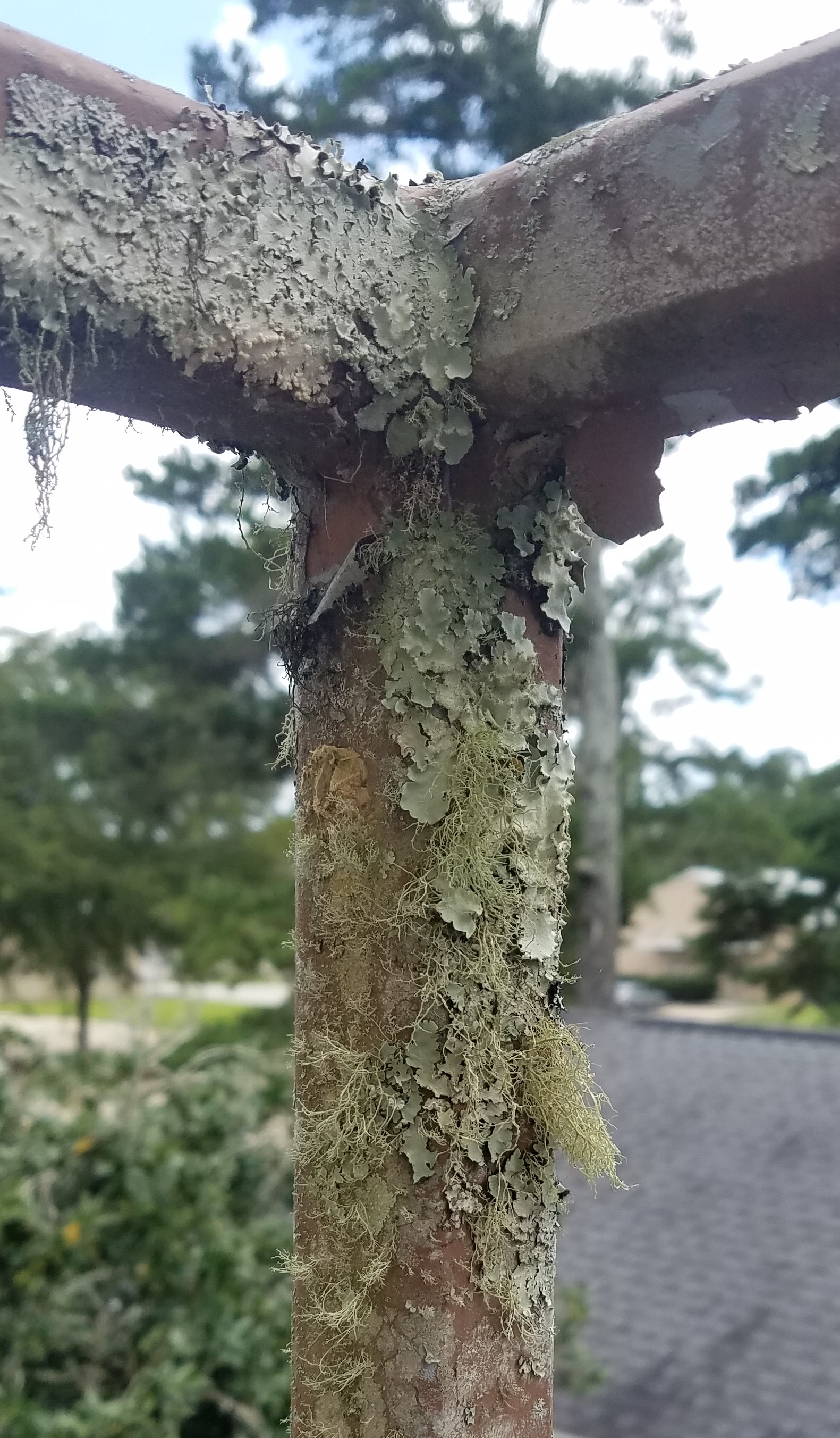 Lichen on metal stair rail.