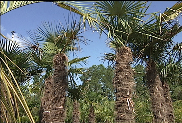 Palm trees can flourish in Louisiana's heat