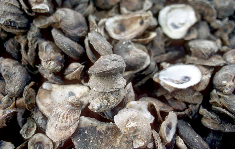 Oysters can help fight breast cancer