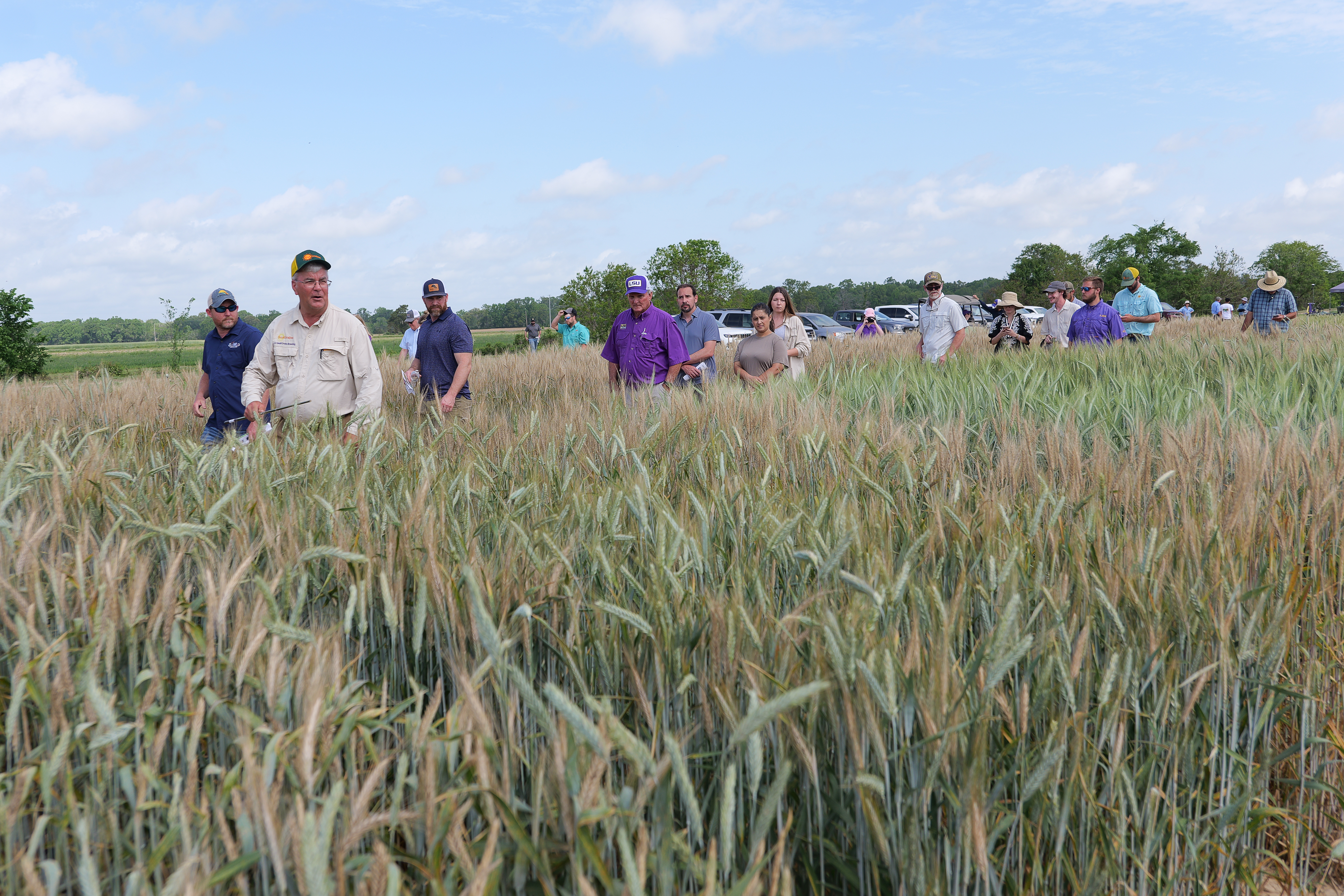 Weather brings challenges for wheat growers, valuable information for scientists