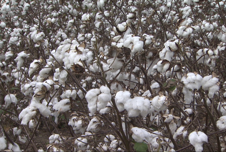 Storms slowed cotton harvest