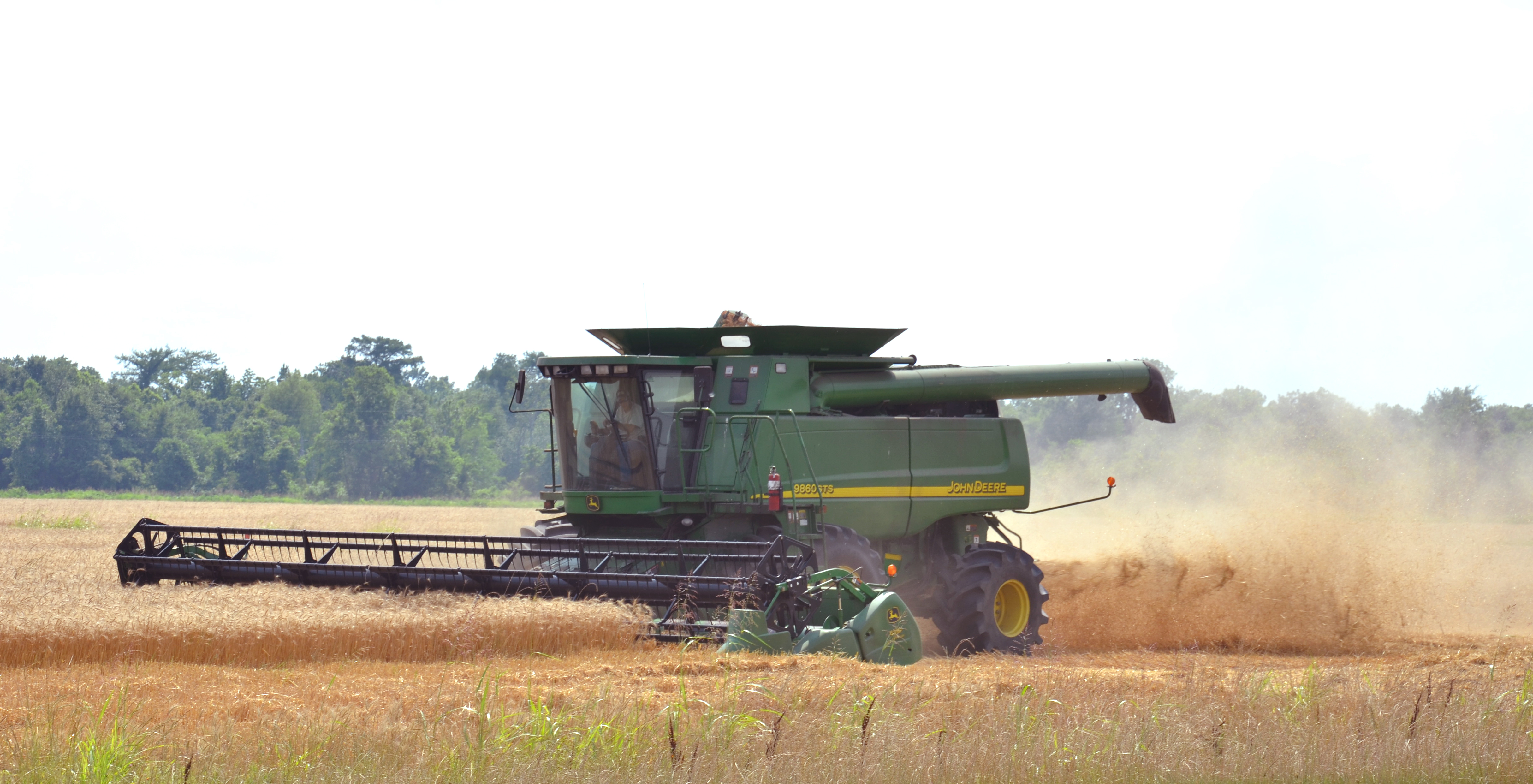 Early wheat harvest helps farmers avoid floods