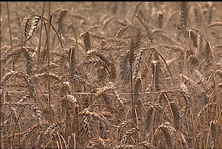 Wheat crop produces fewer bushels than desirable