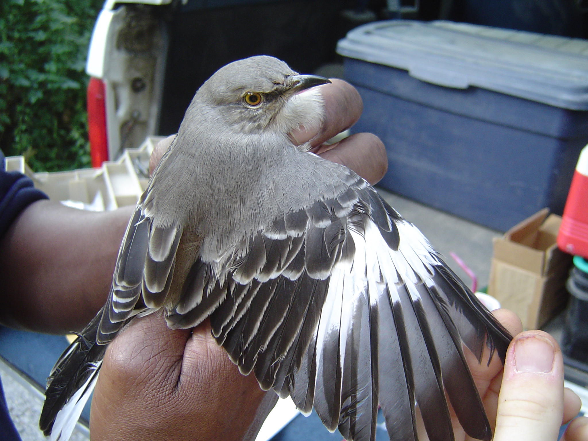 Year-round residents
