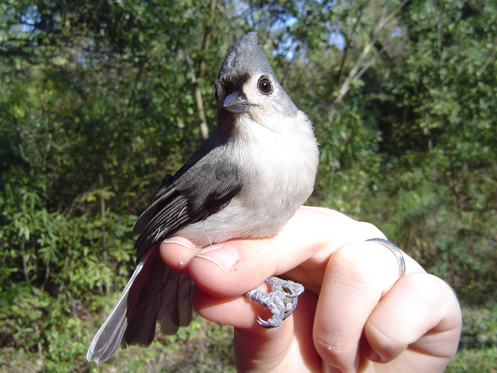 tufted titmouse