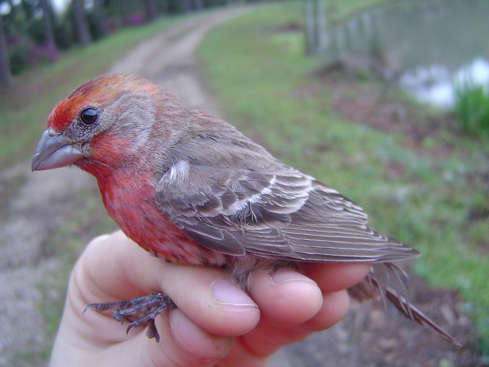 bird name