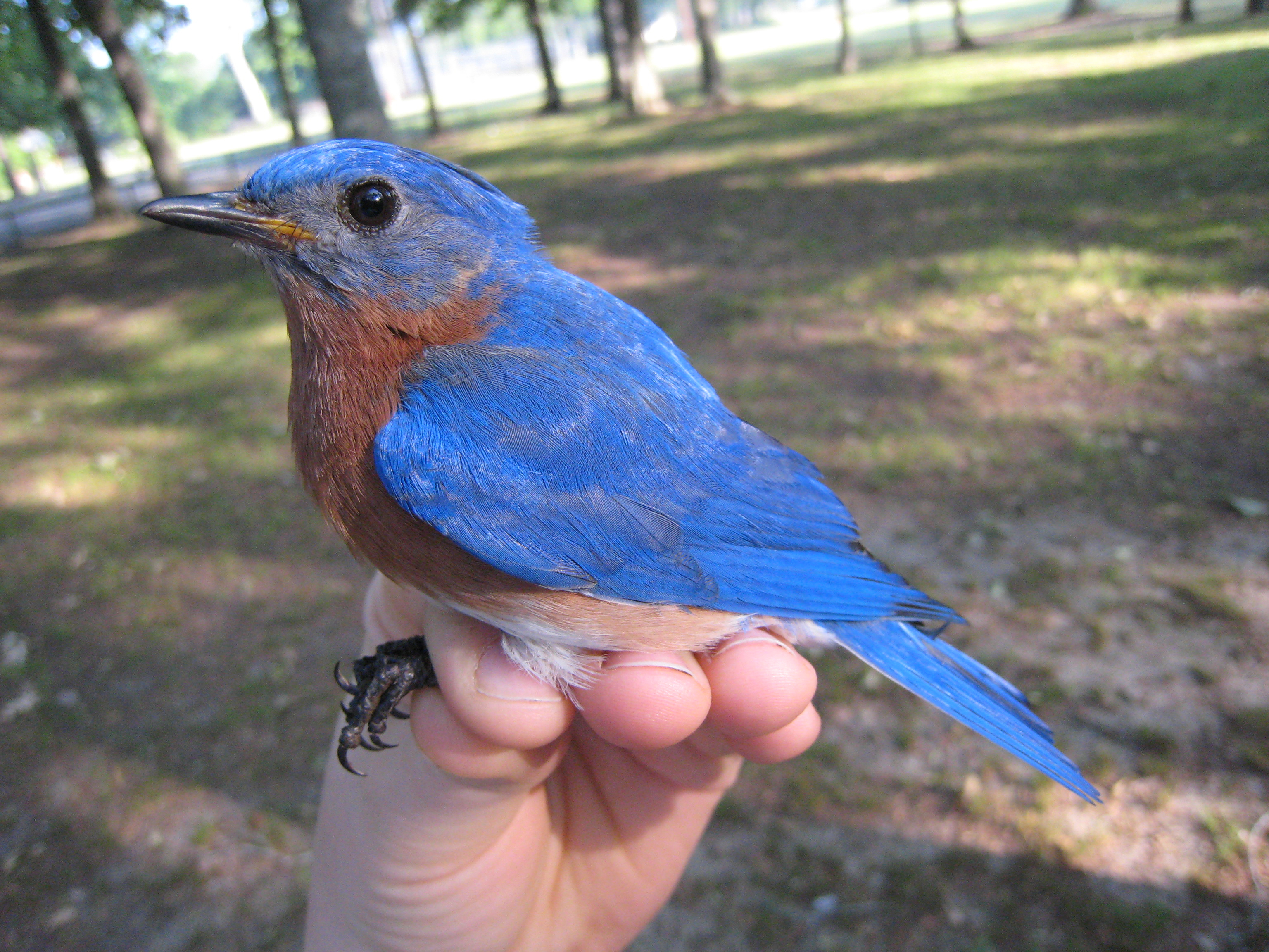 eastern bluebird