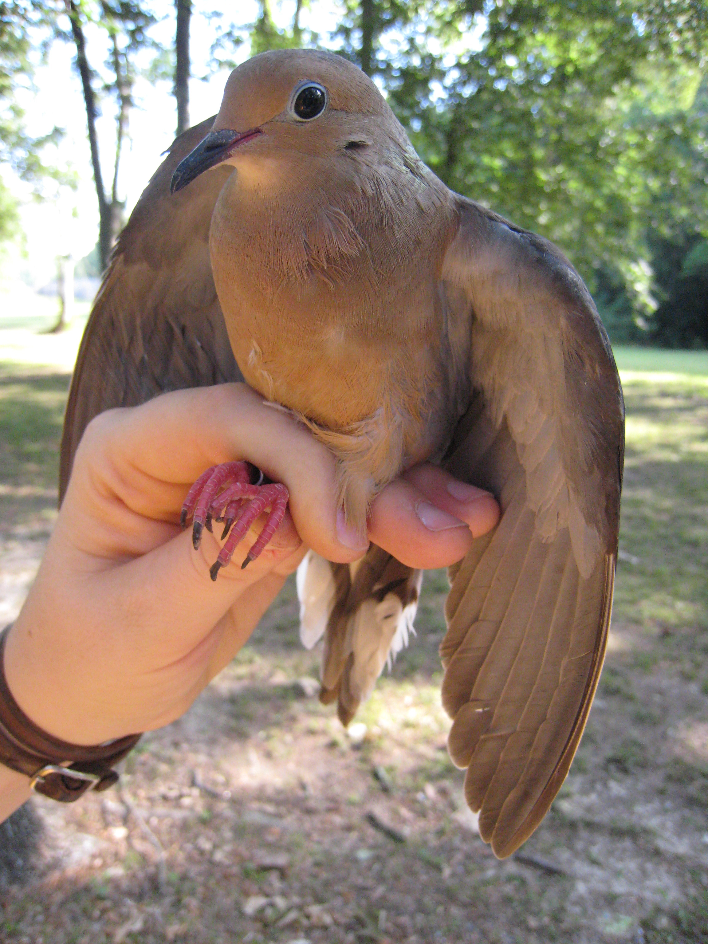 mourning dove