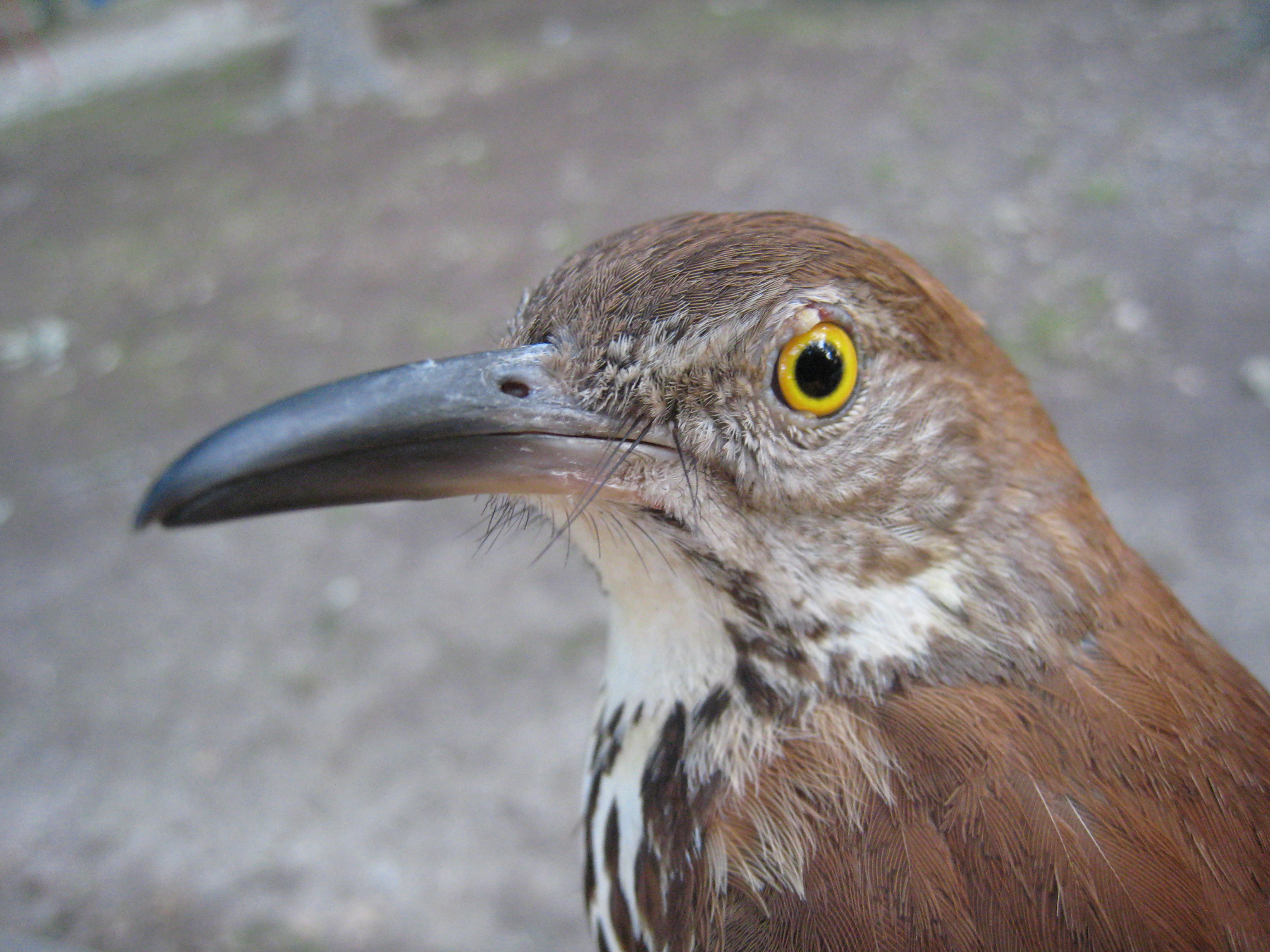 brown thrasher
