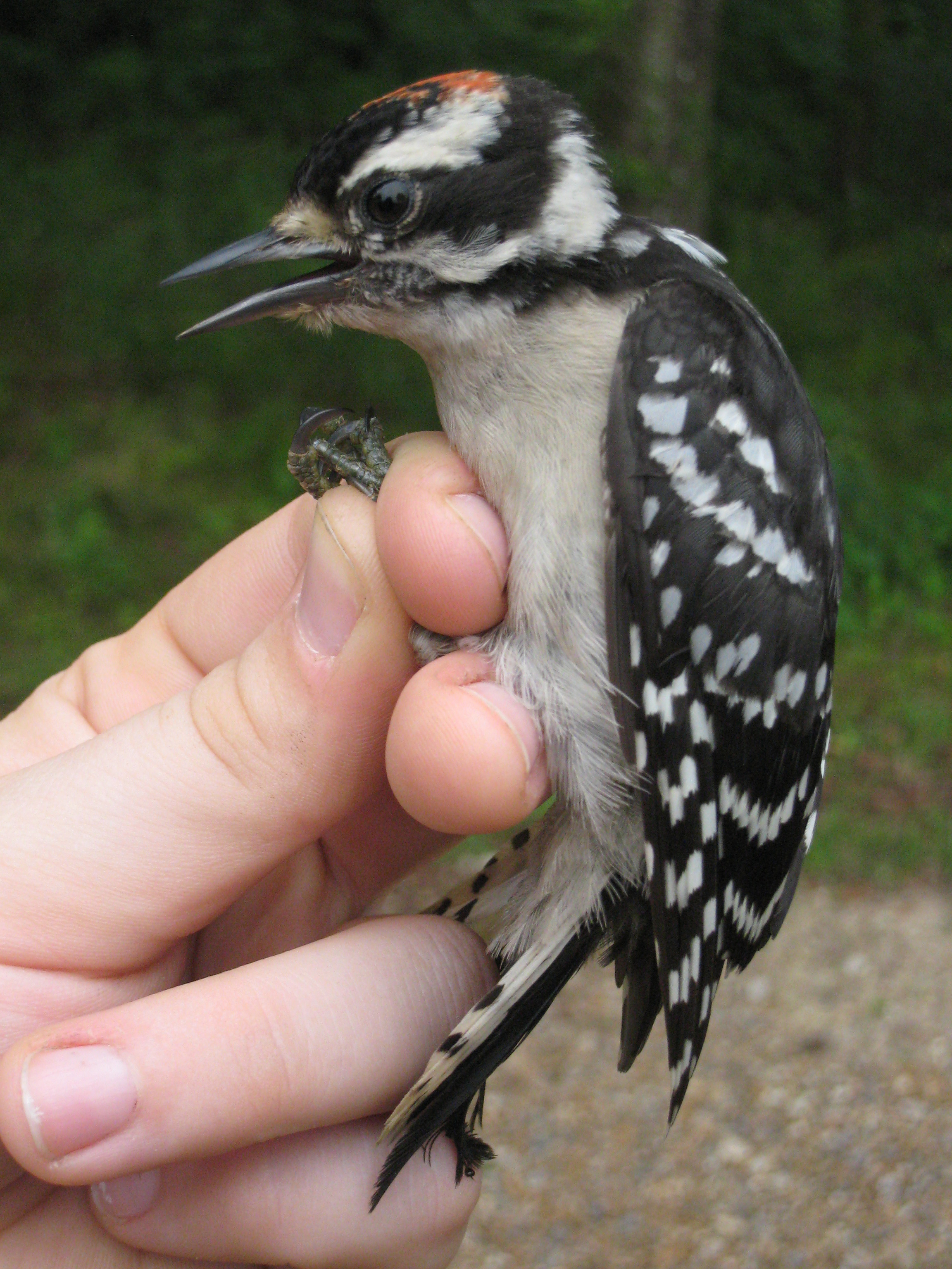 Downy Woodpecker