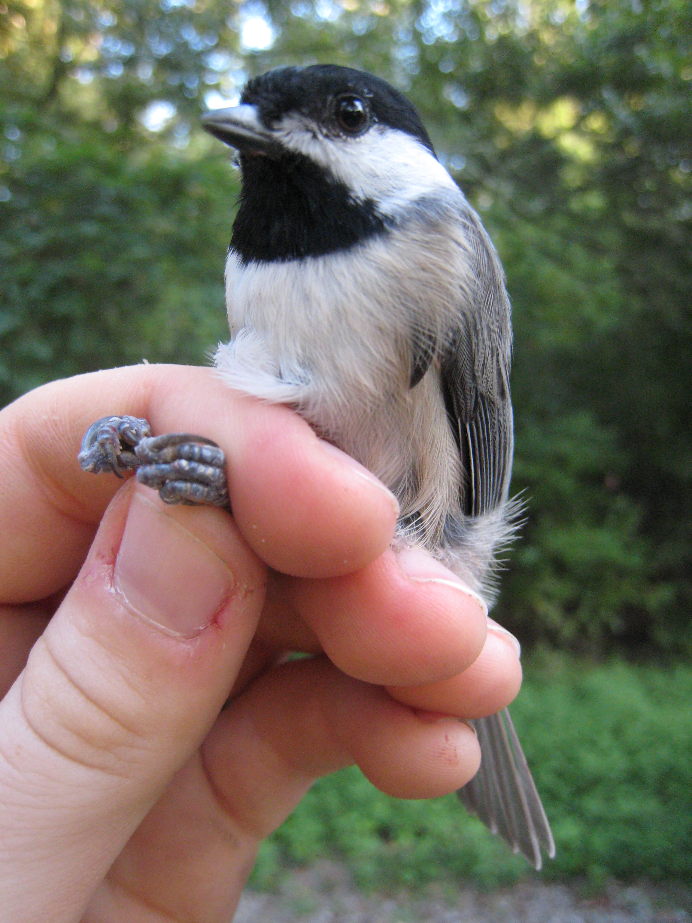 Carolina chickadee