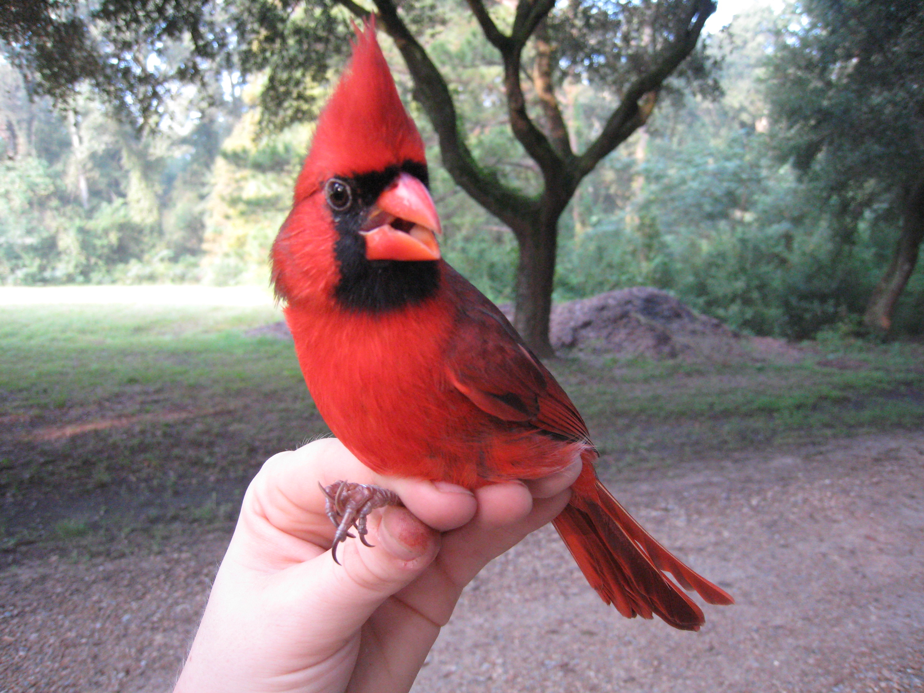 Northern Cardinal