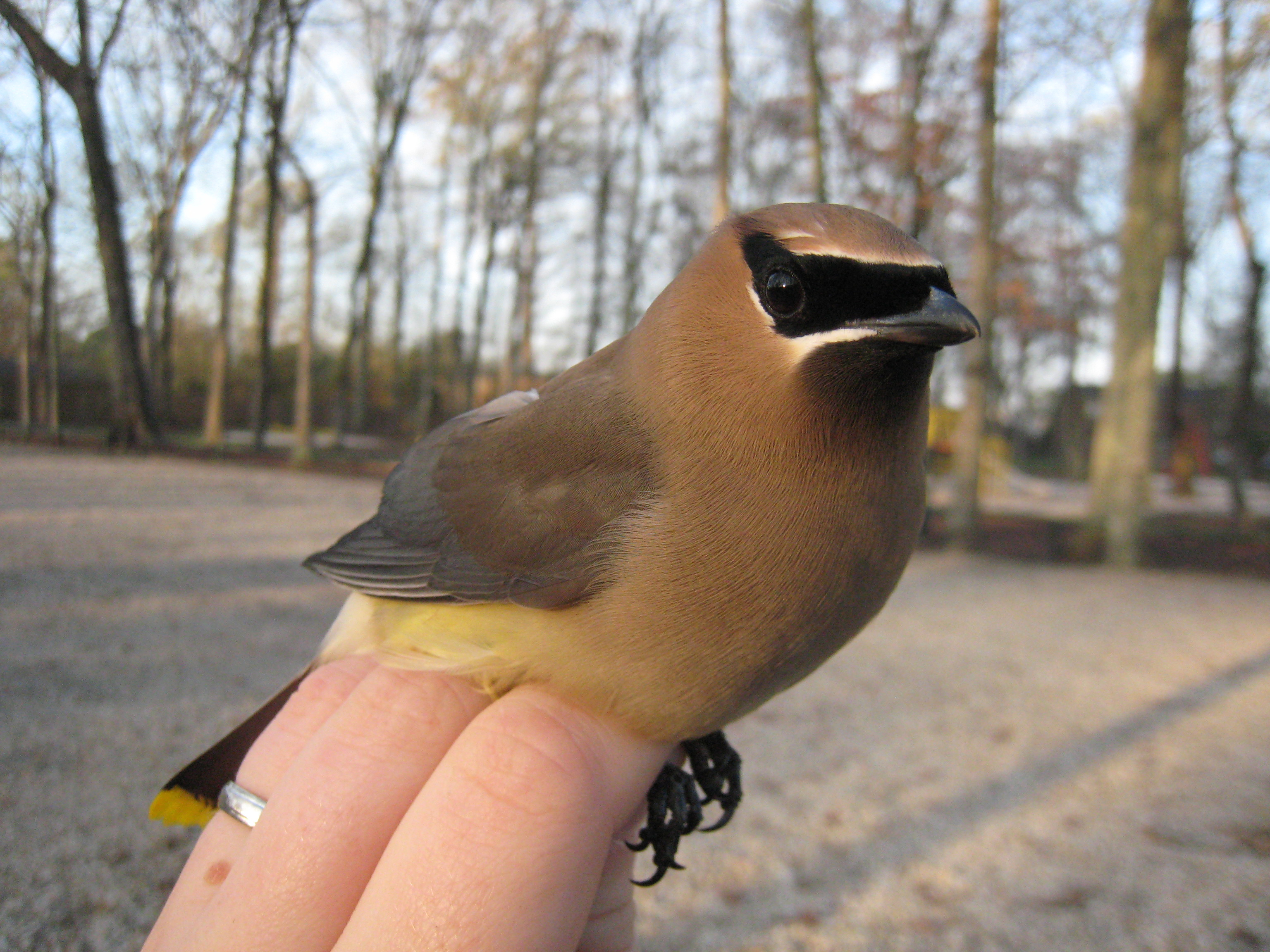 cedar waxwing