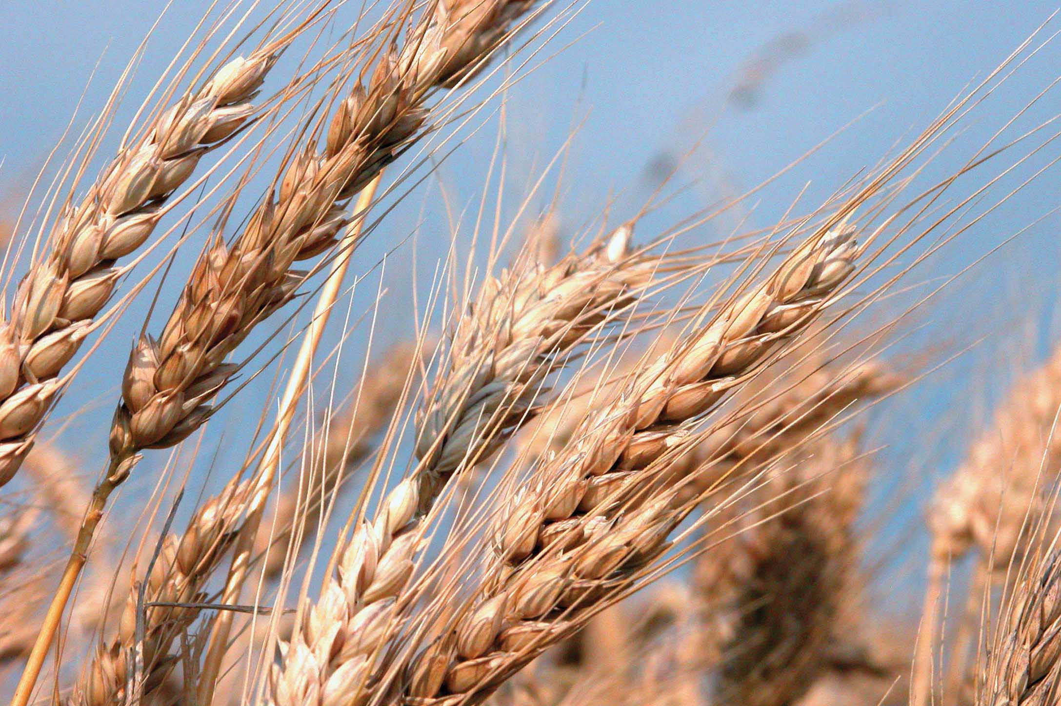 Influence of Soil Type on Wheat’s Response to Sulfur Fertilization