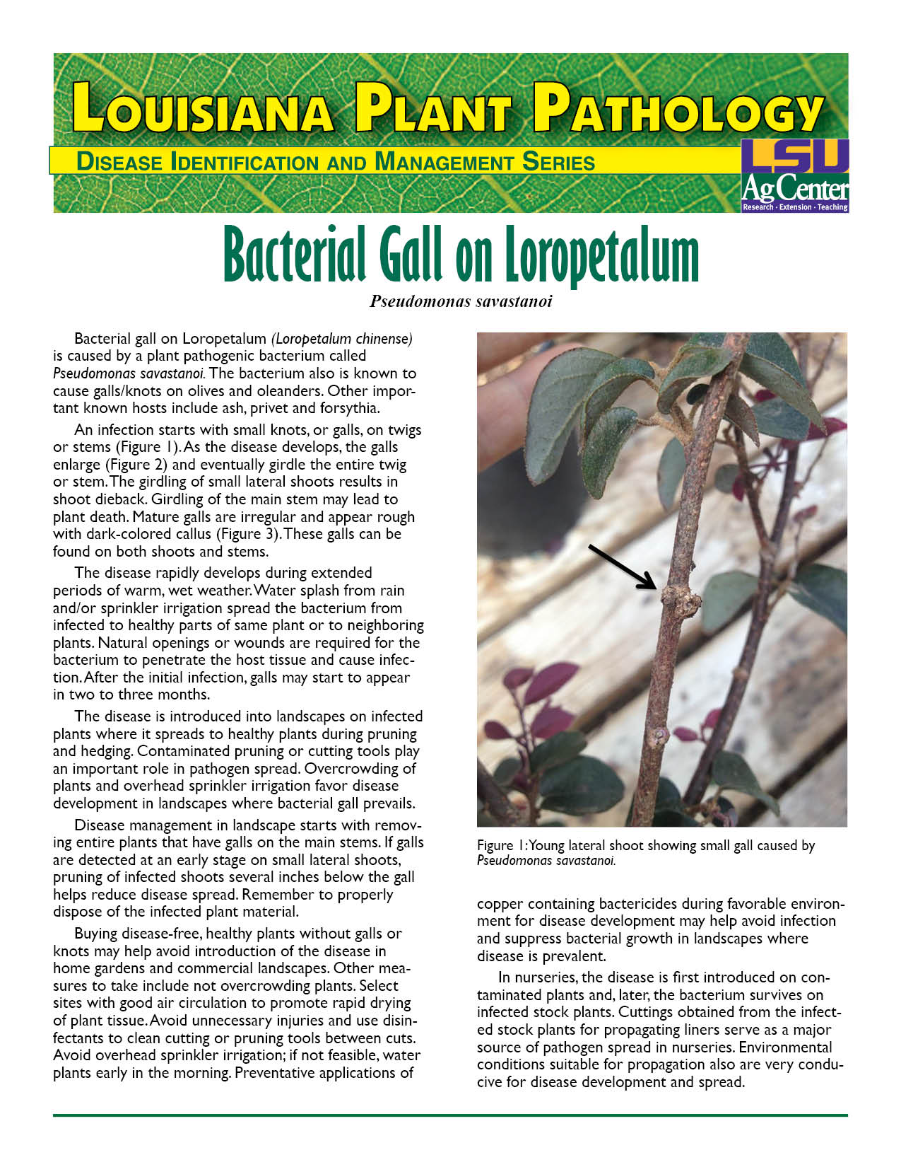 Bacterial Gall on Loropetalum