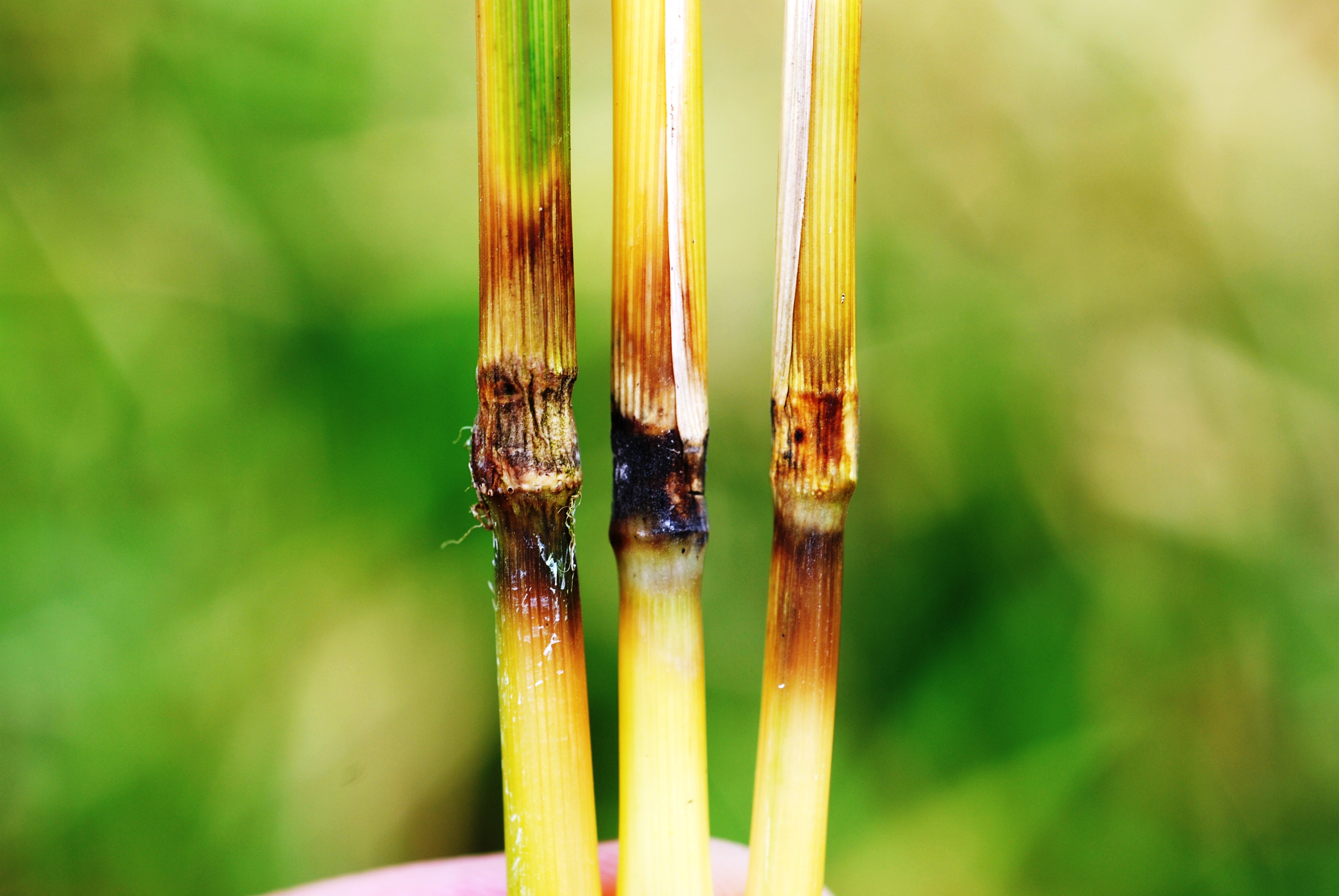 Blast Infection Symptoms