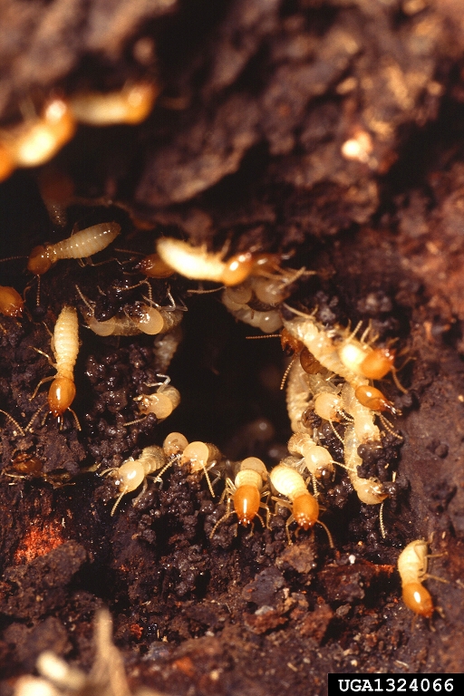 Termite Swarms Remind Us That These Creatures Are Nearby