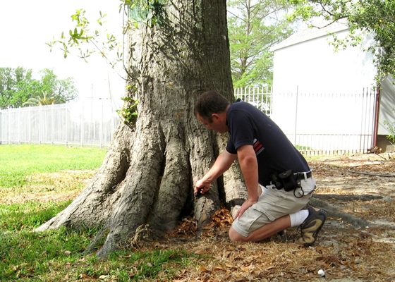 man using tool to poke around tree root flare
