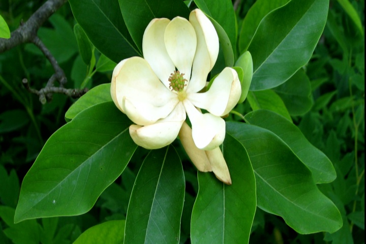Time to plant sweetbay magnolia, latest super plant