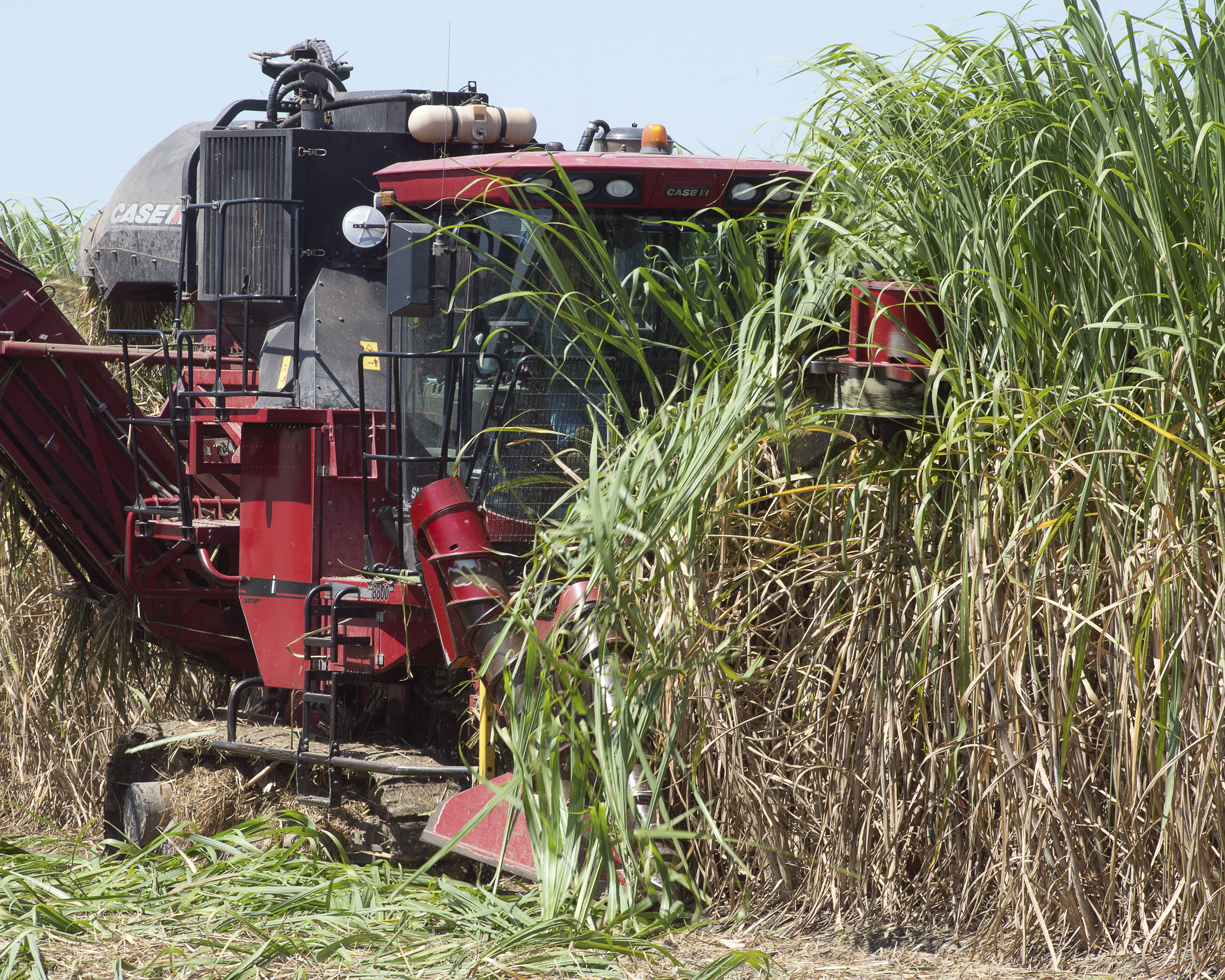 LSU AgCenter plans winter sugarcane meetings